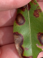 Diaporthe kalmiae