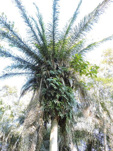 Attalea dubia