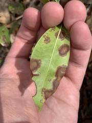 Diaporthe kalmiae