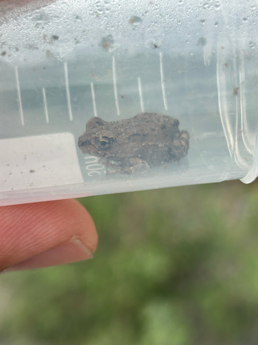 Xinjiang toad