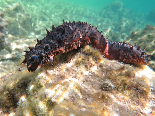 Sea Cucumber