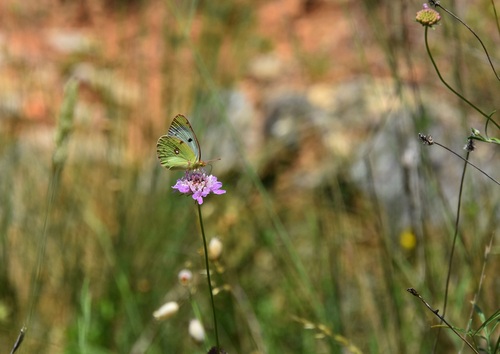 Berger's Clouded Yellow