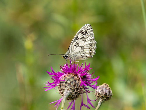 Marbled White