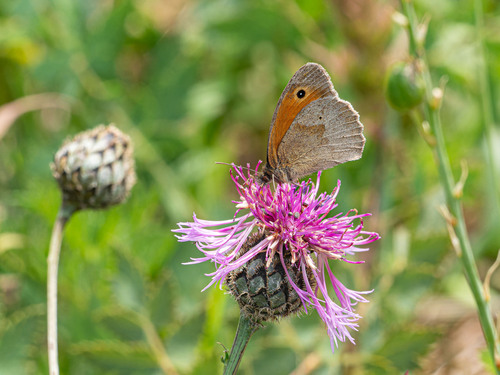 Meadow Brown