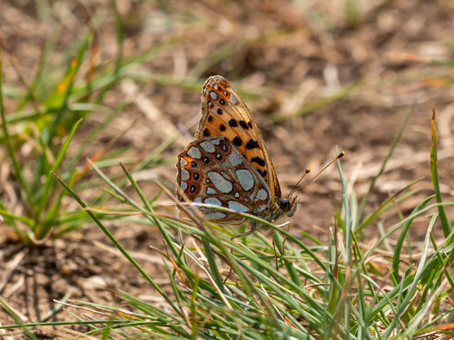Queen of Spain Fritillary