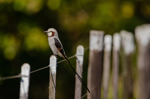 Streamer-tailed Tyrant
