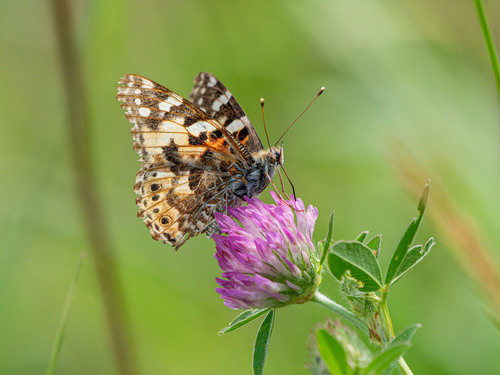 Painted Lady
