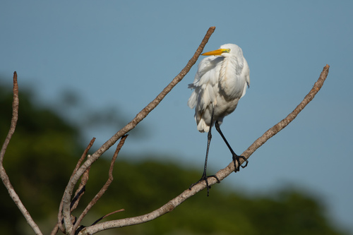 Great Egret