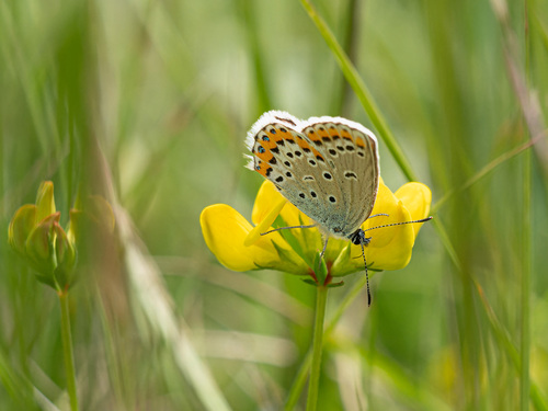 Reverdin's Blue