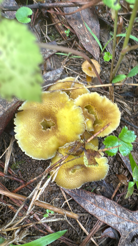 clustered waxcap · June 2026 · photo: Photo: no rights reserved · iNaturalist