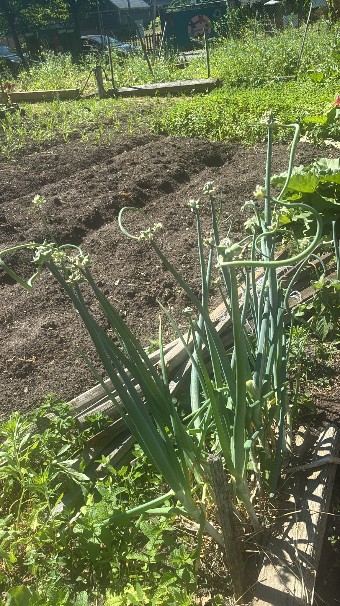 Tree onion