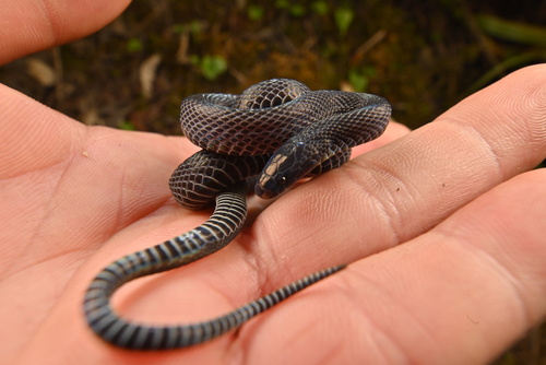Achalinus ningshanensis