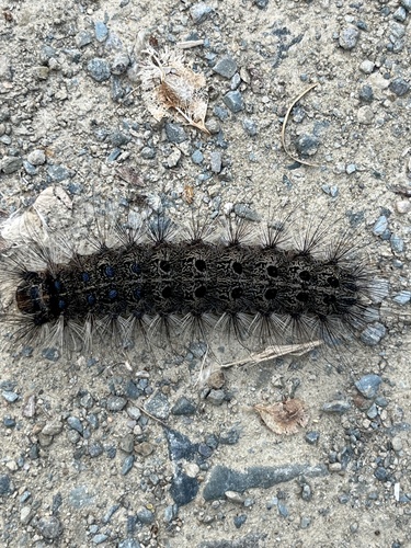 Spongy Moth