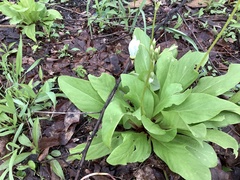 Primula meadia