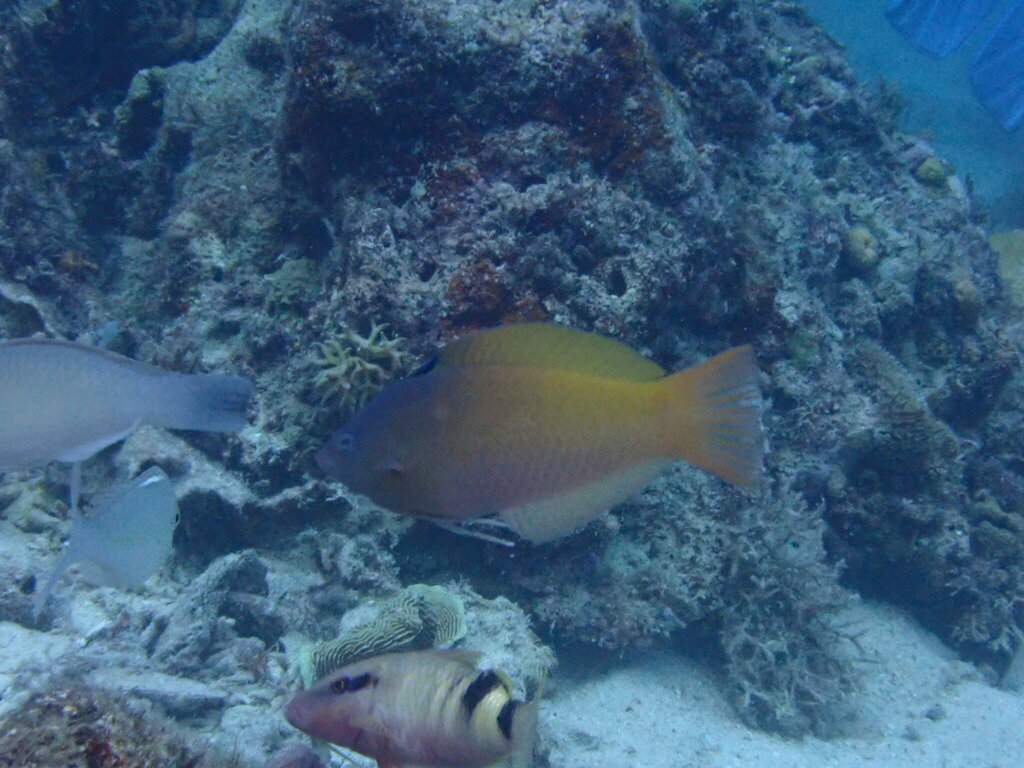Half-grey Wrasse