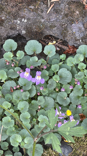 Cymbalaria pallida, photograph 5
