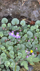 Cymbalaria pallida, photograph (c) nebrooks, some rights reserved (CC BY)