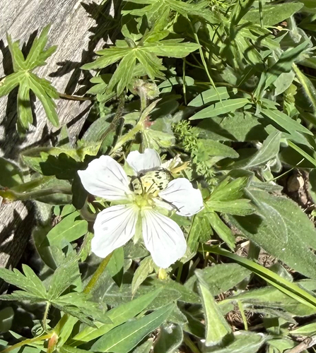 iNaturalist observation photo of Insects