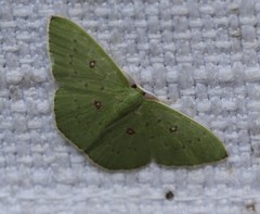 Comostola leucomerata