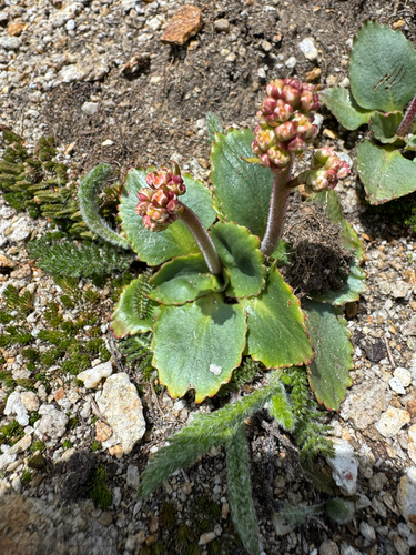 Micranthes occidentalis, photograph 4