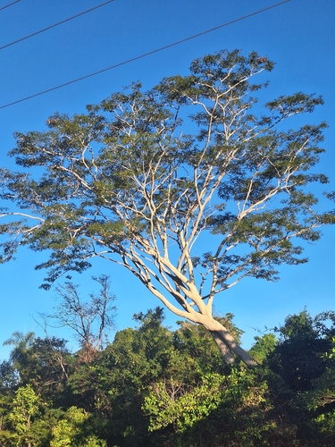 Pseudalbizzia niopoides niopoides