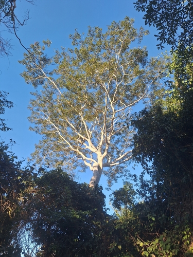 Pseudalbizzia niopoides, photograph 2