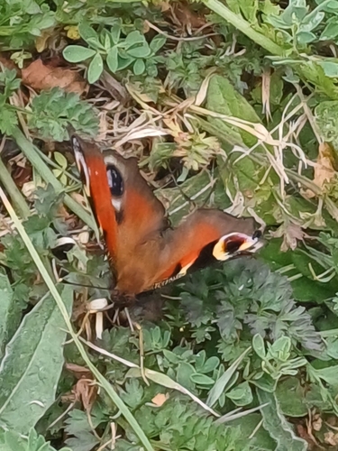 European Peacock Butterfly