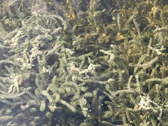 Hydrilla verticillata
