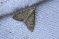 Ostrinia