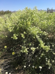 Lepidium fremontii