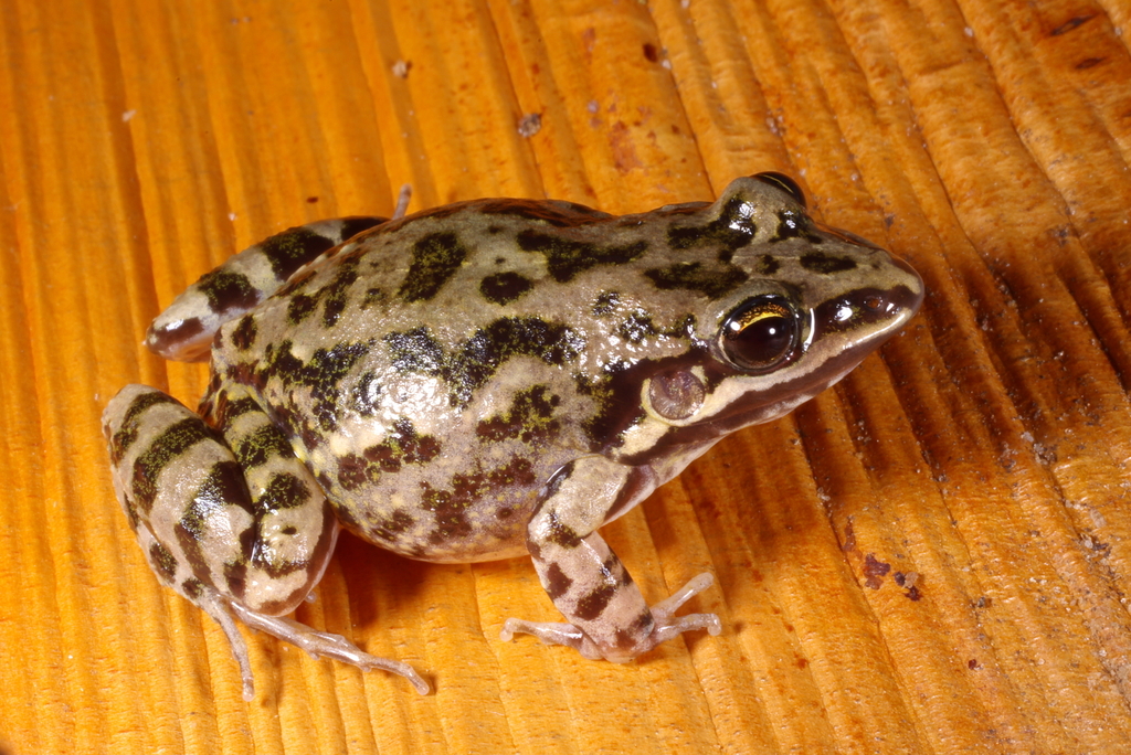 Caatinga White-Lipped Frog