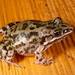 Caatinga White-lipped Frog - Photo (c) agarda, some rights reserved (CC BY-NC), uploaded by agarda