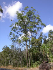 Eucalyptus pellita