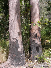 Eucalyptus pellita