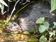 Chelydra serpentina image