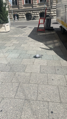 Feral Pigeon
