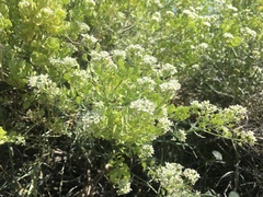 Lepidium fremontii