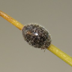 Rhyzobius lophanthae