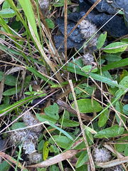 Uraria lagopodioides, photograph (c) smathichong, some rights reserved (CC BY)