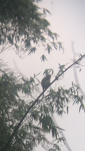 Long-tailed Macaque
