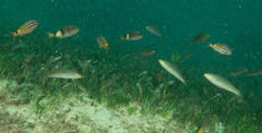 Stethojulis interrupta
