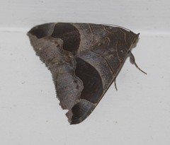 Bastilla solomonensis