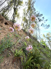 (c) Dee Shea Himes, some rights reserved (CC BY) Lilium kelloggii, photograph (c) Dee Shea Himes, some rights reserved (CC BY)