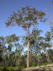 Corymbia trachyphloia