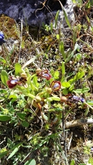 Ophrys speculum speculum