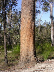 Corymbia trachyphloia