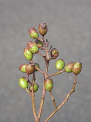 Corymbia trachyphloia