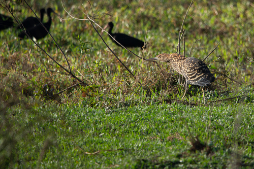 Rufescent Tiger-Heron
