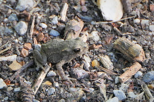 European Toad