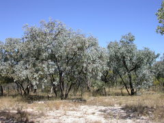 Eucalyptus farinosa